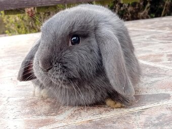 Samička Zakrslý Beránek MiniLop ❤️❤️🍑 - 4