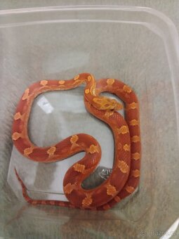 Korálovka Leonis orange - 4