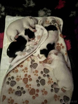 Německý špic střední s PP - 4