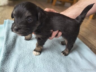 Štěňátka havanského psíka s PP - 4