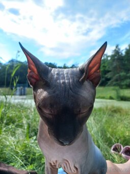 Kanadský sphynx - 4