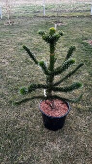 Araucaria araucana - Blahočet čilský - 4