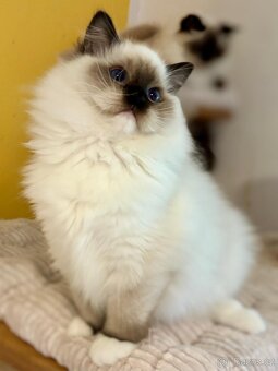 Ragdoll k odběru - 4