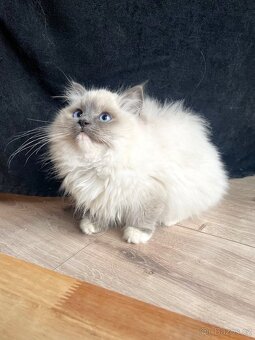 🐾 koťátko Ragdoll s PP – kocourek Blue Mitted k odbě - 4