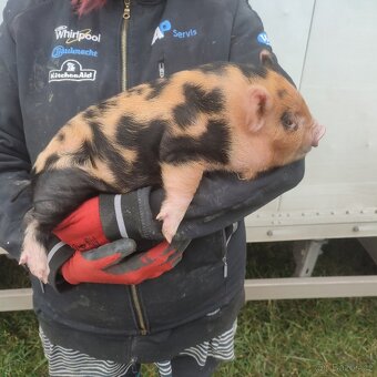 Kune kune selátko - 4