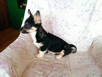 Welsh Corgi-fenečka - 4