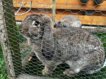 Samice Francouzských beranů - 4