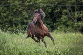 AQH smoky black klisna - 4