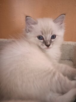 Ragdoll bez PP - 4