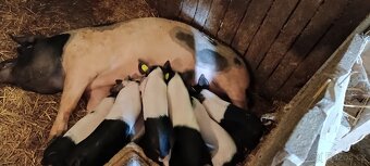 Prodám selata přeštického prasete. - 4