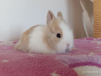 Zakrslý teddy králík - mláďata - 4