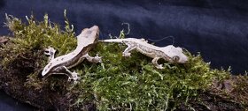3.8.2 Correlophus ciliatus - Pagekon řasnatý - 4