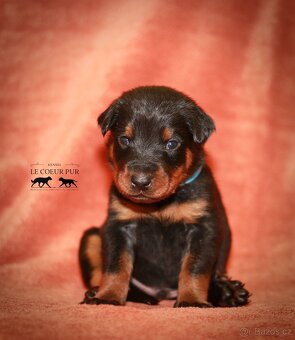 Beauceron - štěňátka k rezervaci - 4