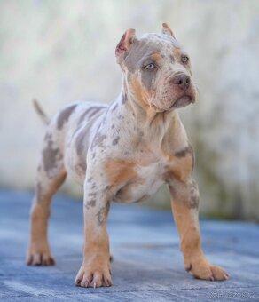 American bully xl, pitbull xxl merle tricolor k odberu - 4