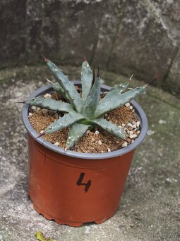 Agave - 4