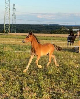 Hřebeček Welsh cob - 4