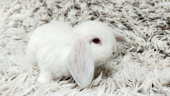 Zakrslý beránek, králíček, králík - MOLLY - 4