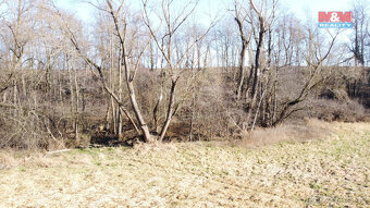 Prodej lesa, 4916 m², Neplachovice - 4