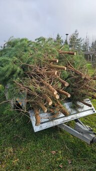 Vánoční stromek, Borovice - 4