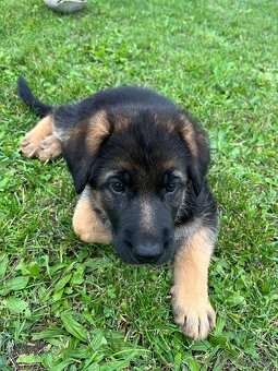 Německý ovčák - štěňata s PP - 4