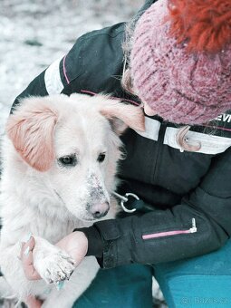 OLIVER - kastrovaný psík 2 roky - 4