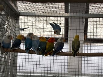 Agapornis fischeri - 4