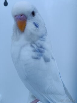 2x samec straka půl roční - 4