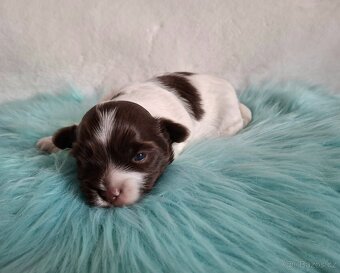 Jorkšírský teriér - biro, biewer - 4