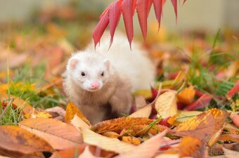 Fretka - předběžná rezervace - 4