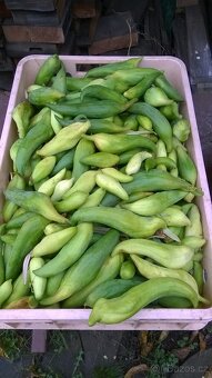 Sazenice ačokča, cuca, divoké rajče - 4