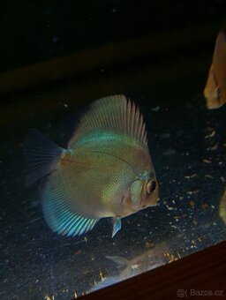 Discus,Diskus,Terčovec - 4