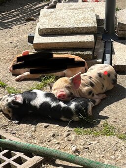 Prodej selátek Kune Kune - 4