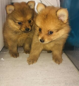 Pomeranian - 4