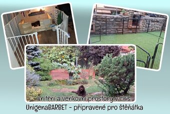 🌟 Rezervace štěňátka plemene Barbet 🌟 - 4
