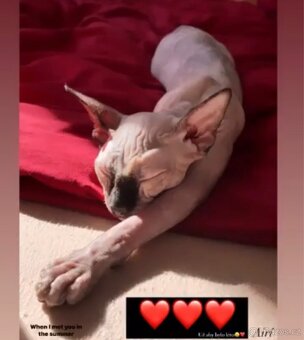 Sphynx kočky - 4