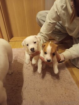Jack Russell teriér štěňata - 4