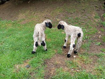 Walliserská ovce - 4