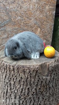 Zakrslý Beránek - 4