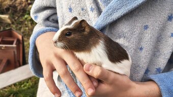 Morče, morčata, morčátka - 4