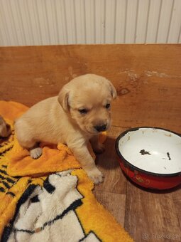 Labradorský retrívr štěňata - 4