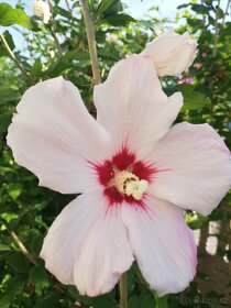 Ibisek venkovní  syrsky nádherné květy - 4