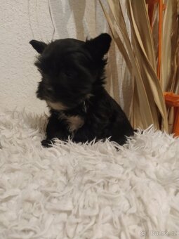 Jorkšírský biewer teriér bez PP, - 4