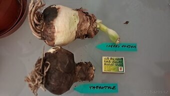 2x Amaryllis - Amarylis - 4