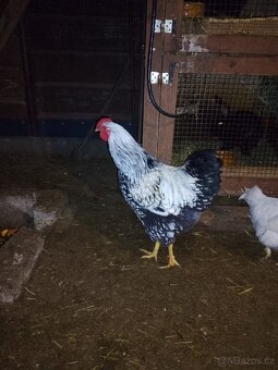 Prodej kohoutů - 4