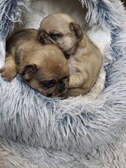 Mops kříženci - 4