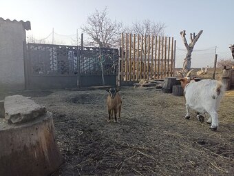 Holandská zakrslá koza - 4