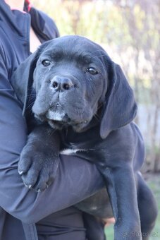 Prodám štěňátka Cane Corso s PP - 4