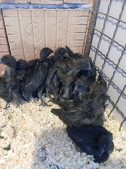 Ayam cemani - kuřata - 4