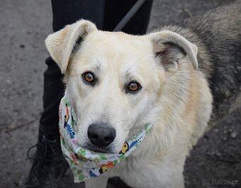 ŽIŽI K ADOPCI - 2 ROKY, ODDANÝ, BYSTRÝ, UČENLIVÝ - 4
