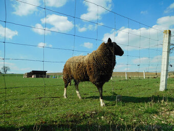 Prodám jehničky Zwartbles - 4